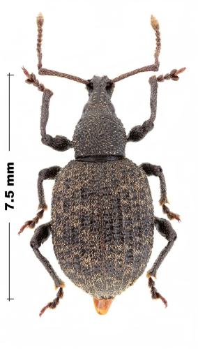 Otiorhynchus sp.